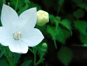 花卉管理系统PPT与西湖区绿叶盆景花卉报价的深度解析花卉管理系统的流程图