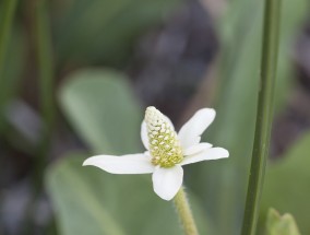 海拓花卉与沂水领航花卉，花卉行业的璀璨明珠临沂海拓网络有限公司